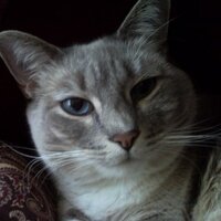 Cat (@mmartintn) 's Twitter Profile