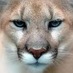 Culbreth Middle School (@culbrethcougars) Twitter profile photo Culbreth Middle School (@culbrethcougars) Twitter profile photo