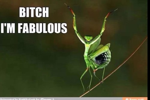 PHOENIXICEBOX's profile picture. hey guys this is my new twitter so to give support slap that follow button