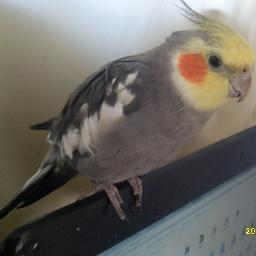 Zizo!