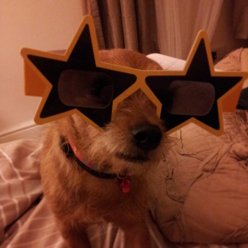 The worlds best Chihuahua...probably!