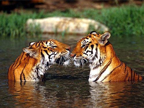 yo amo y defiendo a los ANIMALES