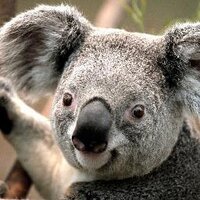 dr koala(@TVall2) 's Twitter Profile Photo