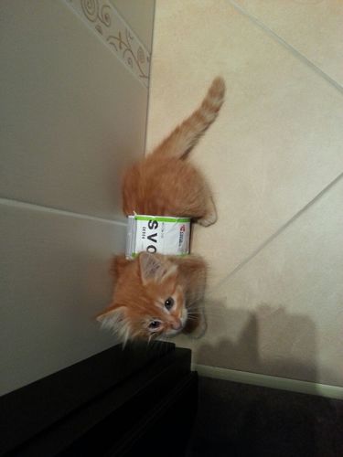 KateCatKate's profile picture. 