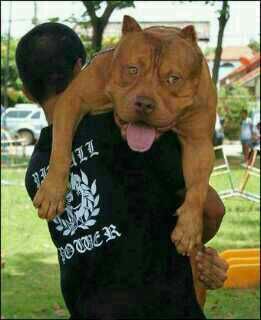 antoniohandicap's profile picture. 