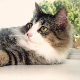 The OFFICIAL Twitter Account of Meeko™  ➭➭➭ ï ℓσve  Cσffєє☕, Sαℓsα, and σutdσσяs.