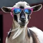 Having a goat party - want to come? Its bring your own goat.