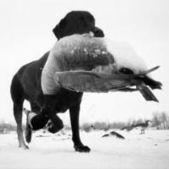 A goose hunting outfitter in Northern and Central Illinois for your waterfowl needs! Heated Pits. Service Members and First Responders get discounts!