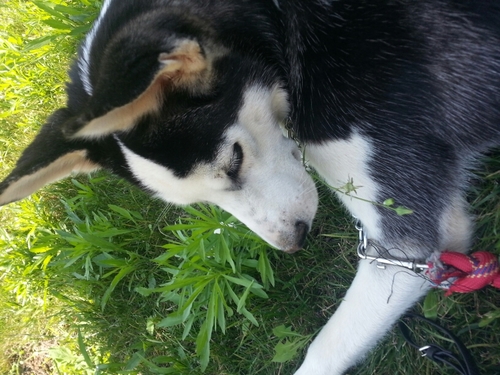 THOR_THORR's profile picture. The Little Husky