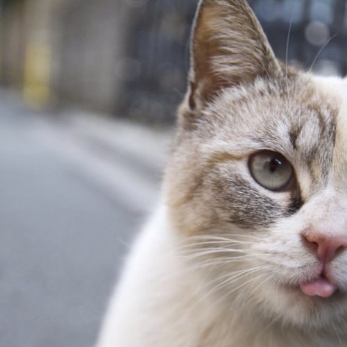 disk0s3's profile picture. mew!