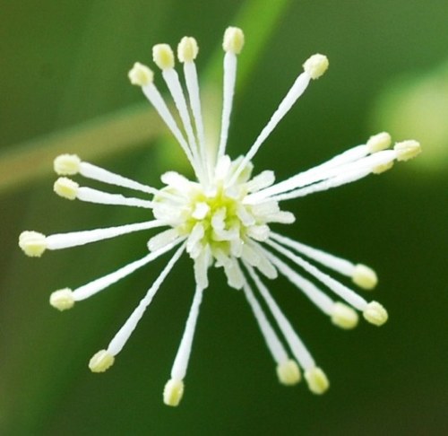 @ThingsofNature
