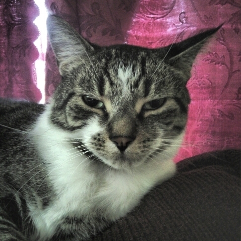 my cat happens to be my best friend.