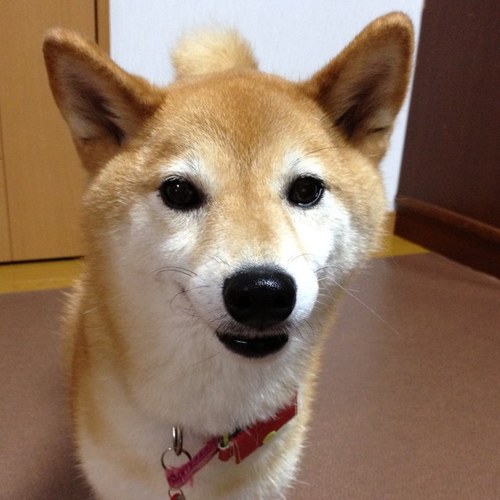 minios's profile picture. 動物大好きｗ 甘いもの大好きw ハンドメイド大好きです✨