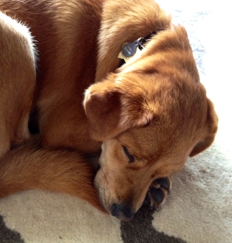 HI! I'm... Hi! Down here! I like the way you smell! Wanna be friends? I like you already! Do you have food? I write for treats: http://t.co/ScONDBeIx3
