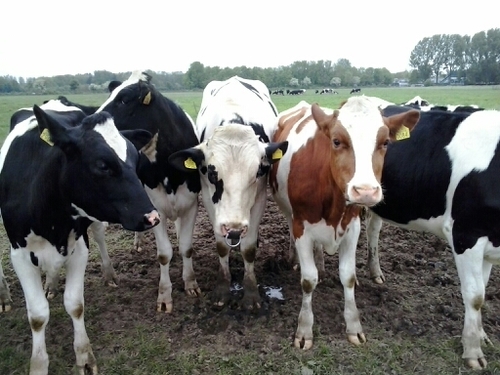 RonaldoPique's profile picture. 