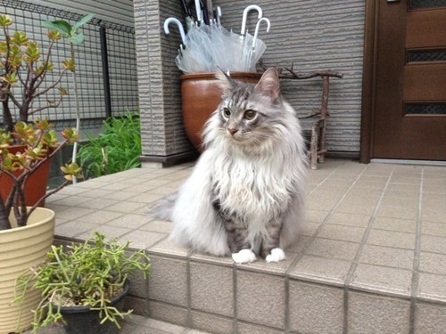 体力ない精力無いお金ないの三拍子揃ったしょうもない男です。ネコ好きなので時々我が家の猫アップしてます。