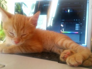 Meow