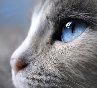 Im a small kit, im the runt. My family is gone and i am lost, please help! My name is Faithkit.1 moonold. Im a tom. I am in Bloodclan. I have a broken tail.....