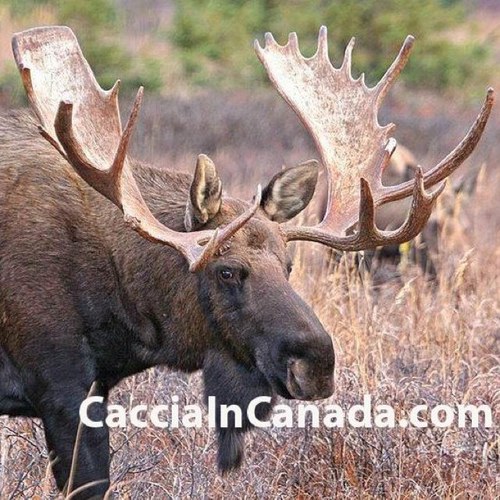 Caccia In Canada is a service which connects hunters from around the world with Canada's best full service hunting lodges. Info@CacciaInCanada.com