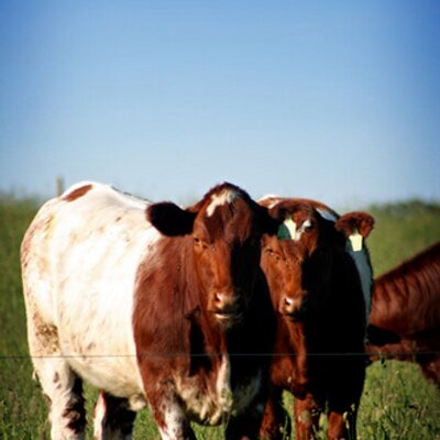 Profile Picture of Carman Kyle (@Farmin_Carman) on Twitter