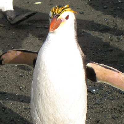 ロイヤルペンギンbot Royall Bot Twitter ロイヤルペンギンbot Royall Bot Twitter