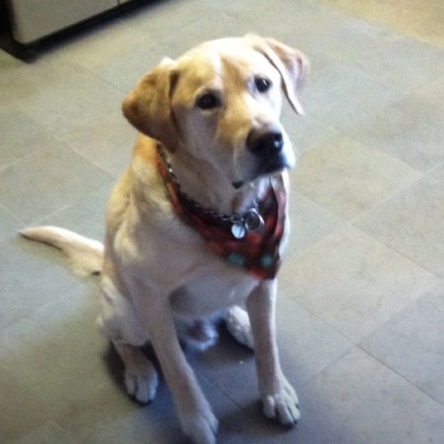 I am a yellow labrador retriever rescued from the Michigan Humane Society. My owner says I need a job, so I opened this account to practice my technology skills