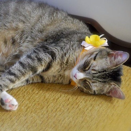 Rescue_Purrfect's profile picture. a not profit organization helping abandoned, stray, rescued, and injured cats find forever homes