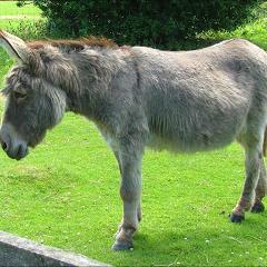 Seriously, Don't be a Jackash! *I follow all my followers*