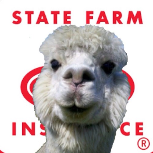 This is Jake from state farm. No not him! Im an alpaca, but i do get that alot! I have like to tweet about my barn mate joe and random things. FOLLOW ME HUMANS!