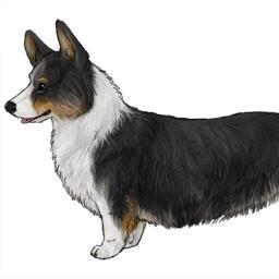 A pipe smoking Pembroke Welsh Corgi. An educator...