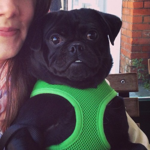 PaddyThePug's profile picture. Hanging with my bitch & eating ice-cubes
PUG LIFE FOREVER