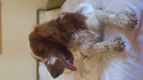hallo ik ben cooper. de vrolijke hond van familie Cox