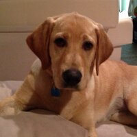 Tom Dicker (@tfd_tfd) 's Twitter Profile