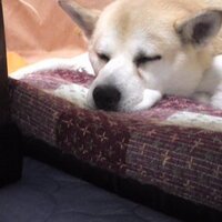 けんつぁん (@kentanto1975) Twitter profile photo