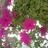 Twitter result for Interflora from SSusiminguez