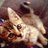 chori_rh