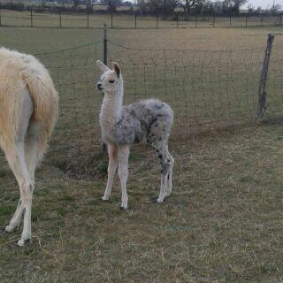 Non-Profit Executive, Event Planner, Hospitality Manager, wife, outdoors enthusiast, horse owner and llama raiser.