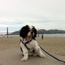 i go with the flow... have lived in nyc, sf and la. i like treats and tweets. xo