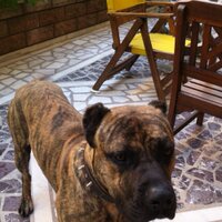 şenel tekay (@seneltekay) Twitter profile photo