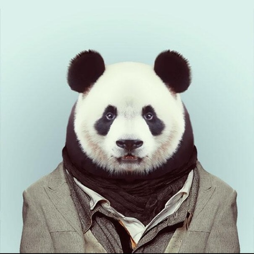 Im a fucking panda