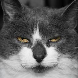 oqfera Profile Picture