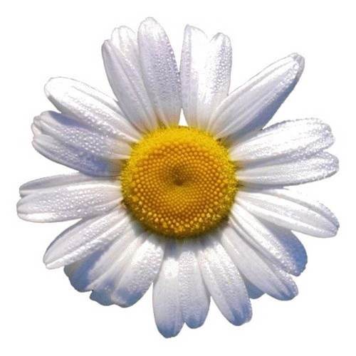 ‏‏فولو فريي عشان اسعدكم ♥♥ ايم @anout_