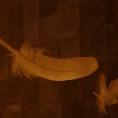 Plume D Ange Plumemf Twitter