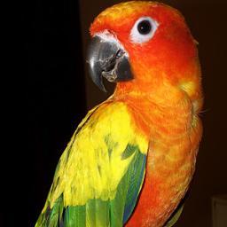 Birdsdestiny is a place that you can know more about your pets!!!