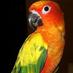 BirdsDestiny (@birdsdestiny1) Twitter profile photo