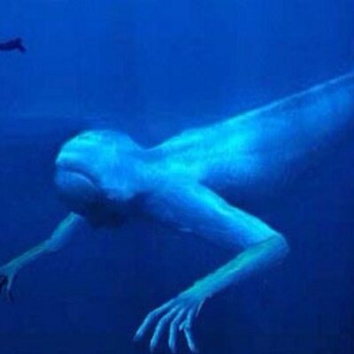 Uma 未確認動物 Bot Uma Bot T Twitter