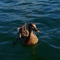 Thomas (@thomaskonichiwa) Twitter profile photo