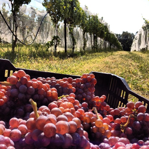 Tolino Vineyards is an Artisanal Winery located near Bangor, Pennsylvania. Our wines are hand crafted from grapes grown in our very own onsite vineyard.