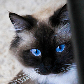 zelkova ragdolls