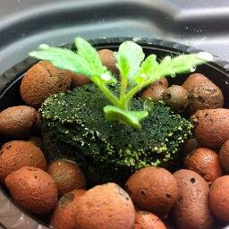Hydroponic Living. http://t.co/y5twstT4M0.